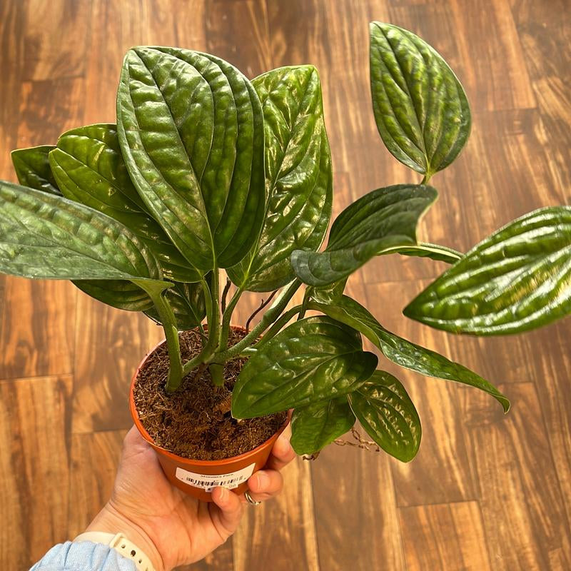 Monstera Peru 4" Live Plant Indoor Houseplant for Home and Office Space Easy Care Beginner Friendly Bright Light Required