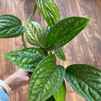 Monstera Peru 4" Live Plant Indoor Houseplant for Home and Office Space Easy Care Beginner Friendly Bright Light Required